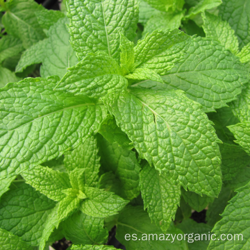 Hojas de menta secas orgánicas TBC